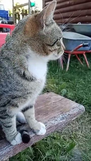 Котик Тигра 🐱 смотреть онлайн