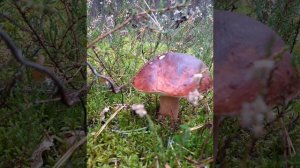 Тихая охота! Фото: как растёт гриб боровик, белый гриб.