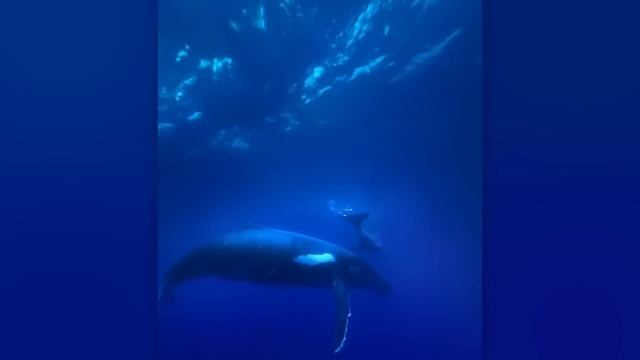 Я Бы И Сам Не Поверил, Но Это Видео Удалось Снять На Кам смотреть онлайн