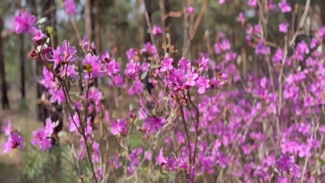 9 мая — день, когда мы вспоминаем подвиг предков, которые отстояли свободу и независимость