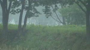 Deers (miks) - Олени (микс)