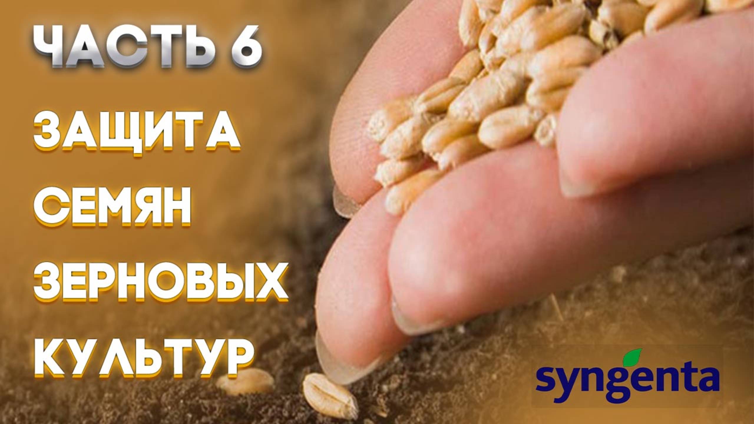 | ЗЕРНОВЫЕ  Часть 6 | Защита семян зерновых культур | SYNGENTA |