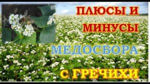 Пчеловодам на заметку о медосборе с гречихи