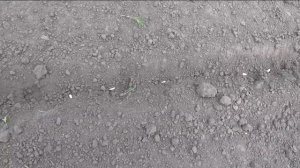 Посев дыни в открытый грунт