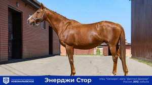 Продается опытная кобыла «Энерджи Стор» (Energy Store)