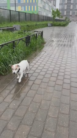 Пёс 8 дней шёл домой под дождём, чтобы отомстить хозяину, который его бросил 😂