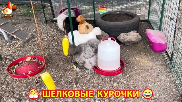 Шелковые курочки пушистые шарики ❣️🤗😂 (2)