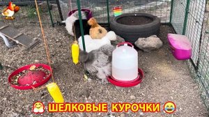 Шелковые курочки пушистые шарики ❣️🤗😂 (2)