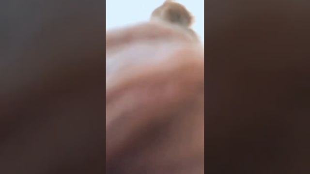 #СидиДома #Самоизоляция смотреть онлайн