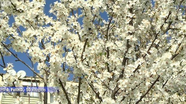 Canon XA60. Примеры видео в разных режимах. смотреть онлайн