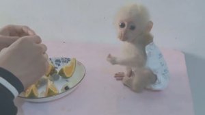 Обезьянка крошечка пушистая букашка поспала кричит орет зовёт кушать Впервые учит папа есть апел
