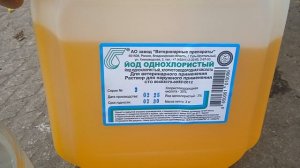 Японский перепел 8 дней