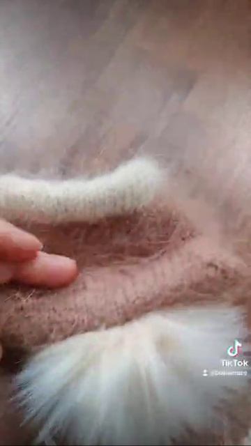 Одежда для собак смотреть онлайн