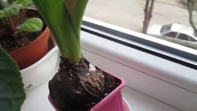 "Гиацинт-2. Шаги цветочной "шишки"! Малыш! Розовая "Пизан смотреть онлайн