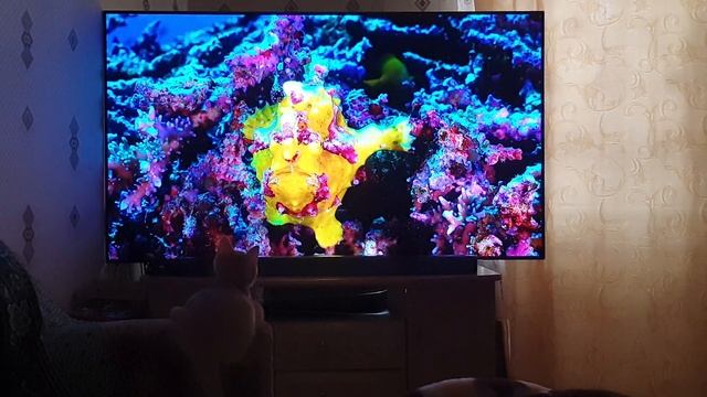 Телевизор LG OLED 65CXRLA смотреть онлайн