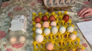 Сколько дают мои куры яиц зимой? #несушки #птицы