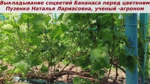 👌Выложила перед цветением соцветья ГФ винограда Бананас. Любимчик мой, наслаждаюсь его вкусом летом