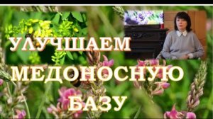 Как улучшить медоносную базу? Приёмы устранения безмедосборных периодов на пасеке.