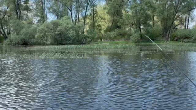 Река Озерна, 25.05.2025, красивые места