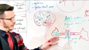 Дeпpеccия - БиoXимия (Фakт-kapтa)