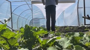 Теплица. Затенение. Дача