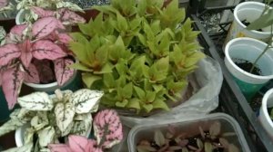 Моя теплица, майские огурчики и что ещё не успела высадить в ОГ🌿