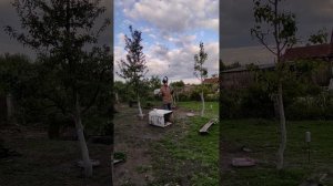 Второе опрыскивание сада от болезней и вредителей....
