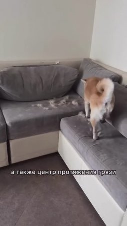 Вы тоже устали от вечно грязного дивана?