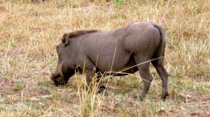 Дикая Кения. Нацпарк Масаи-Мара - один день из жизни жи?