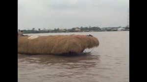 Vietnam, carry hay down the river - Вьетнам, везут сено
