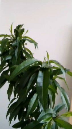 Балконный персик Бонанза с доставкой по России от Small Gardens