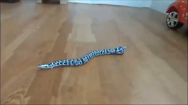 Змея на пульте управления. Напугай друзей!