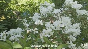 Дача 24-25мая 2025. Пыление хвойных, экзохорда, горянки и княжики цветут, жёлтые хосты.