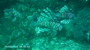 Thailand, Lots of lionfish