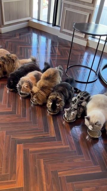 Кормление Котов: Кулинарный Концерт смотреть онлайн