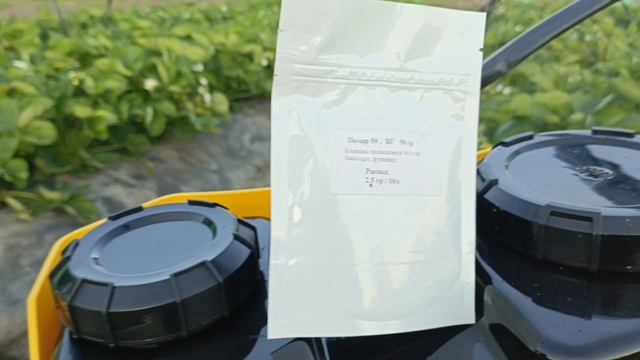 Препарат от серой гнили для клубники во время плодоношения, Полар 50