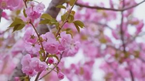 Отличная расслабляющая музыка для сердца и сосудов 🌿 Музыка лечит душу, снимает стресс #8