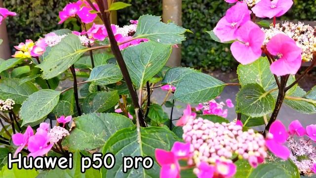 IPHONE 15 PLUS/HUAWEI P50 PRO.Стоит ли покупать iphone 15 plus. смотреть онлайн