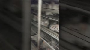 товуклар сотилябди.94.908.87.57. оз колди ва доставка хам бо