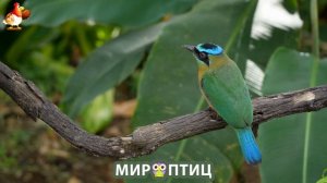 Мир птиц – красота и грация пернатых созданий Природы 🦩🦚🦜 Выпуск (157) 🦉🐦🐤