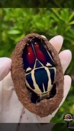 Природный киндер-сюрприз 🥚