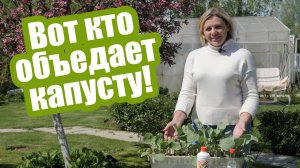 Вредители капусты в открытом грунте: надежные методы борьбы