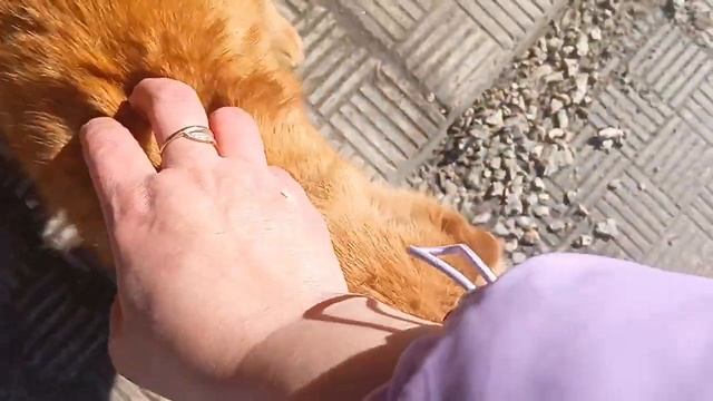 Живу в России ❤️ вторая квартира -микрофон или переоб смотреть онлайн