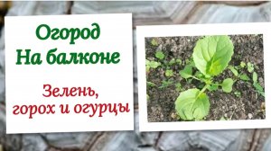 Огород на балконе. Высеваем зелень, высаживаем рассаду огурцов.