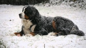 В.Берковский-Песенка про собачку Тябу🐶(создание кадров в нейросети и монтаж Anna Andre😀)