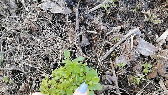 Полив растений на участке