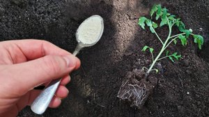 1 Ложку в лунку при посадке ТОМАТОВ и будет много урожая и растения не болеют