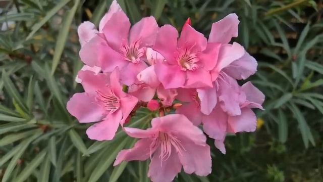 Жена заметила, что в её отсутствие кто-то бывает на дач смотреть онлайн