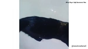 5 минут тишины. Чем занимаются дети, пока их не видят родители