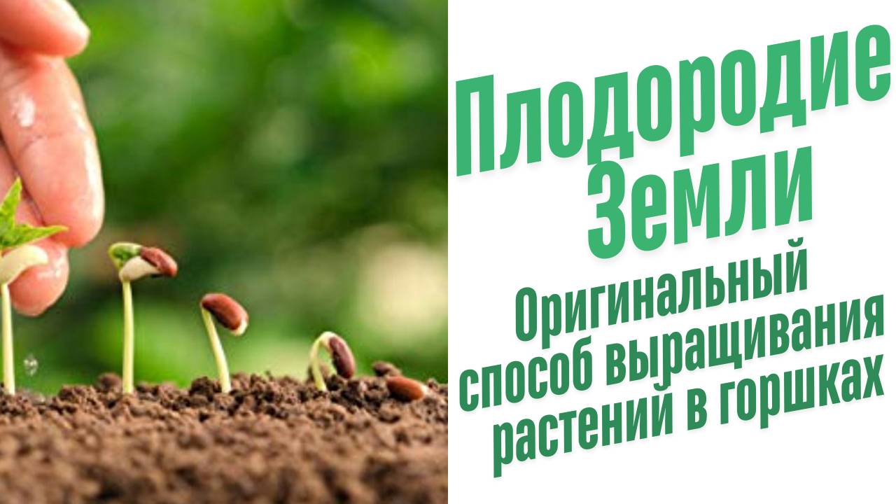 Как прорастить семена в домашних условиях?